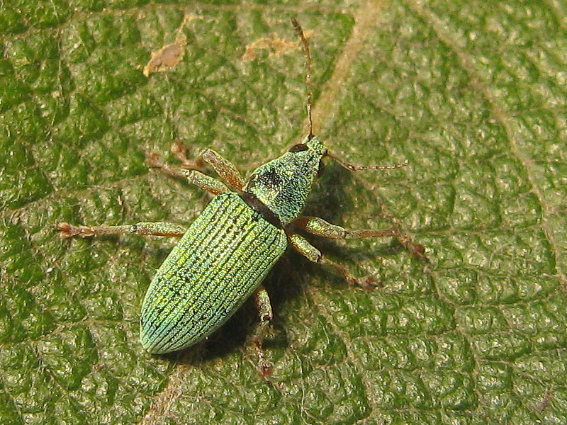 Curculionidae: Phyllobius betulinus ? No, Polydrusus formosus
